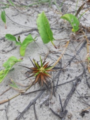 Cyperus pedunculatus