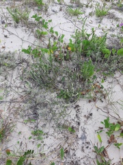 Pterocaulon lorentzii