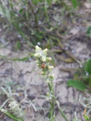 Pterocaulon lorentzii