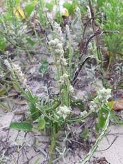 Pterocaulon lorentzii