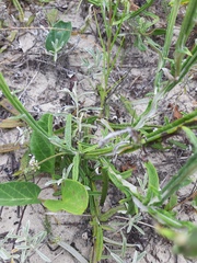 Pterocaulon lorentzii