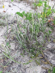 Pterocaulon lorentzii