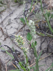 Pterocaulon lorentzii