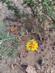 Prosopis strombulifera