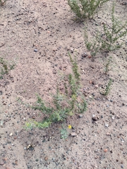 Prosopis strombulifera