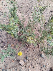 Prosopis strombulifera