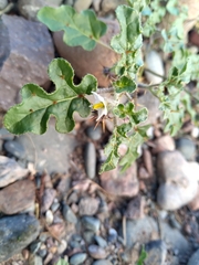 Solanum euacanthum