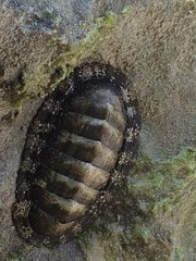 Chiton tuberculatus
