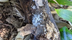 Chromelosporium