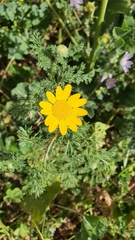 Anacyclus radiatus