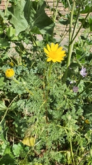 Anacyclus radiatus