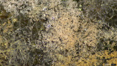 Chromelosporium