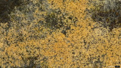 Chromelosporium