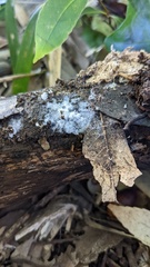 Chromelosporium