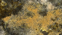 Chromelosporium