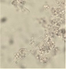 Chromelosporium