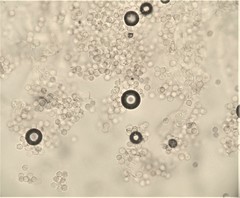Chromelosporium