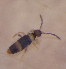 Entomobrya albocincta