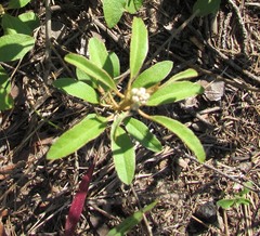 Croton argyranthemus