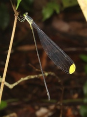 Microstigma