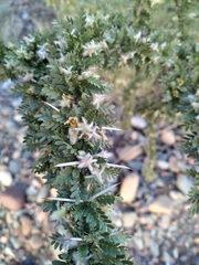 Plectrocarpa tetracantha