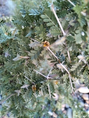 Plectrocarpa tetracantha