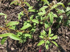 Croton argyranthemus