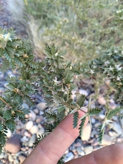 Plectrocarpa tetracantha