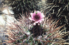 × Oreonopsis