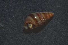 Cingula trifasciata