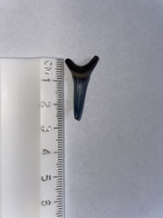 Lamniformes