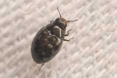 Limnichidae