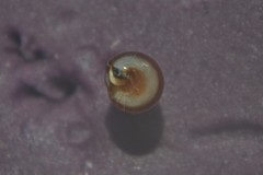 Cingula trifasciata