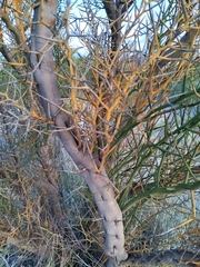 Hualania colletioides