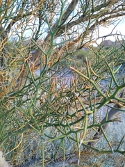 Hualania colletioides