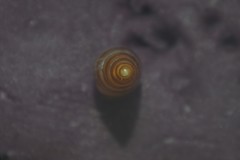 Cingula trifasciata