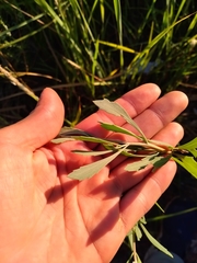 Tessaria absinthioides