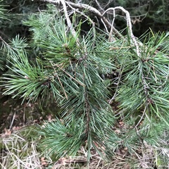 Pinus mugo