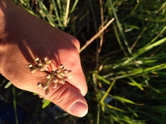 Tessaria absinthioides