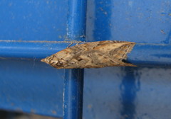 Chesias isabella