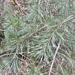 Pinus mugo
