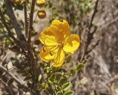 Senna cumingii