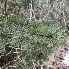 Pinus mugo