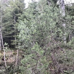 Pinus mugo