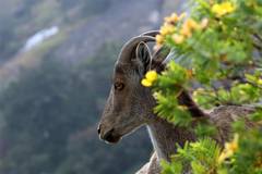 Nilgiritragus hylocrius