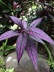 Strobilanthes auriculata dyeriana