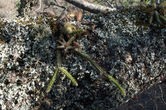 Pfeiffera ianthothele