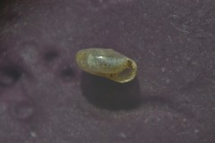 Vitrea contracta