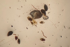 Pohlia andalusica