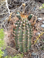 Echinopsis leucantha